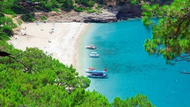 Göz kamaştırıcı Kabak Koyu 2