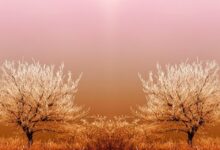 WooCommerce ile İnternet Üzerinden Satış Yapmanın Adımları nelerdir? 49 website