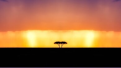 Geniş Eklenti ve Tema Desteği: WordPress, binlerce ücretsiz ve premium eklenti ve tema seçeneği sunar. Bu sayede websitesini istenilen şekilde kişiselleştirmek mümkündür. 4 website