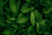 SEO Dostu Blog Yazılarıyla Organik Trafiği Artırma Yolları 27 SEO Dostu Blog Yazılarıyla Organik Trafiği Artırma Yolları 20