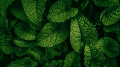 SEO Dostu Blog Yazılarıyla Organik Trafiği Artırma Yolları 3