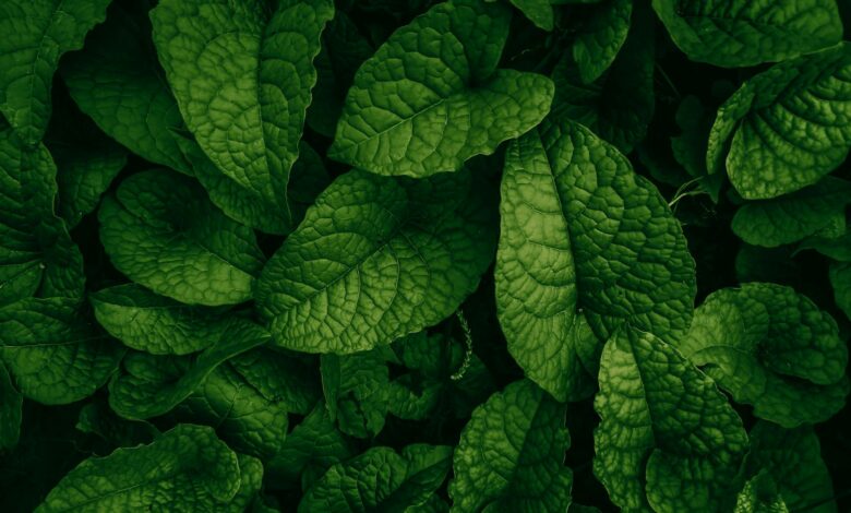 SEO Dostu Blog Yazılarıyla Organik Trafiği Artırma Yolları 1 SEO Dostu Blog Yazılarıyla Organik Trafiği Artırma Yolları 1